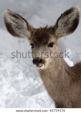 Young fawn caught out in the wet winter snow