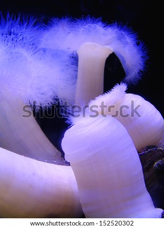 Glowing blue and white tentacled mushroom-like underwater plant