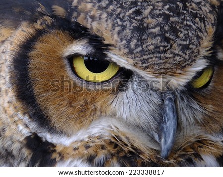 Majestic Great Horned Owl\'s piercing yellow eyed stare