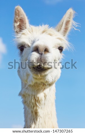 Fluffy alpaca with head held high.