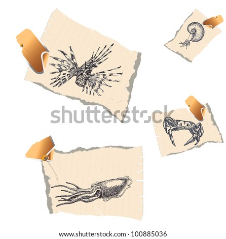 Animals - life in the sea (underwater). A series of detailed drawings on pieces of papers