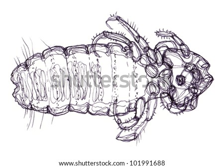 Lice Drawing