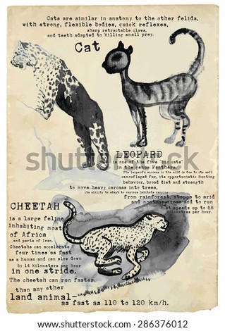 Pack of an hand drawn illustrations - Animals. Cat, Leopard and Cheetah.