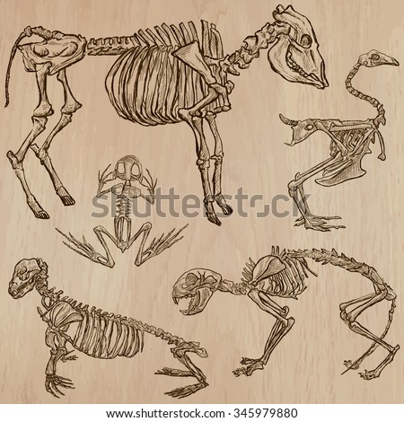 Bones, Skeletons And Skulls Of Some Animals.Collection Of An Hand Drawn