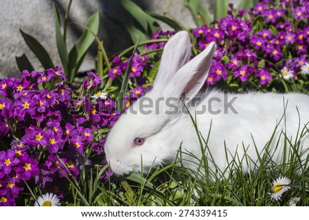 A little rabbit in green spring meadow with flowers on Easter
