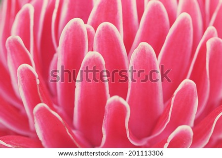 Tropical flower red torch ginger background
