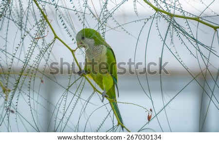 Monk Parakeets in the wild gathering materials and eating.