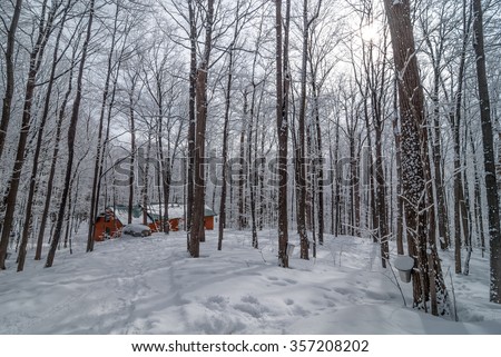 A late winter - early spring day in a maple woods.  Fresh fallen snow - maple sap buckets abound on trees in preparation for the coming season.  Sugar shack in woods.