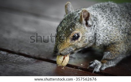 A hungry North American grey squirrel pulls on a peanut stuck in a crack.  Close up of park animals in Ottawa, Canada.