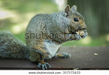 A hungry North American grey squirrel chows down on a peanut in a park.  Close up of park animals in Ottawa, Canada.