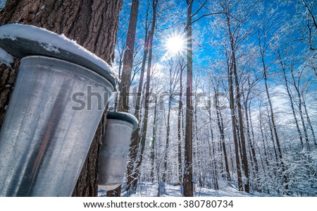 Maple syrup collection buckets for a sugar shack in the Maple wooded winter forest.