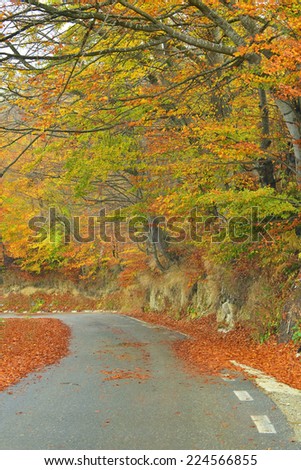 tree lane at fall