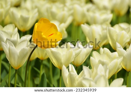 yellow tulip on white tulips background