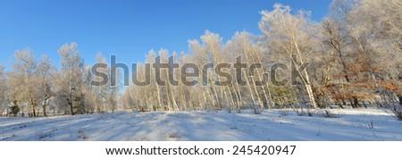 winter trees, panorama