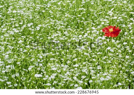 white baby\'s breath and red poppy flower.