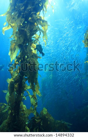 Giant kelp in blue water of aquarium