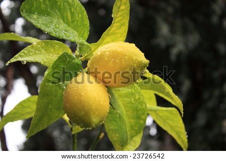 Yellow lemons on a green stem with leafs