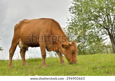 Brown cow grazing in fresh pastures