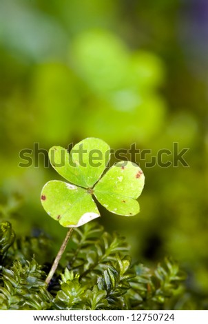 Trefoil in the green moss