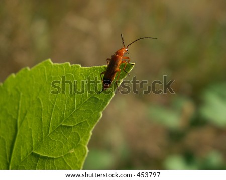 Red beetle peers over tip of leaf, antenna out sensing his surroundings.