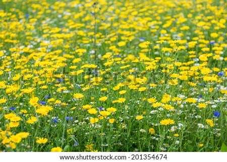 An amazing green meadow with a range of yellow flowers, colour of summer.