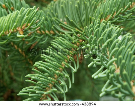 Evergreen Branch Stock Photo 438894 : Shutterstock
