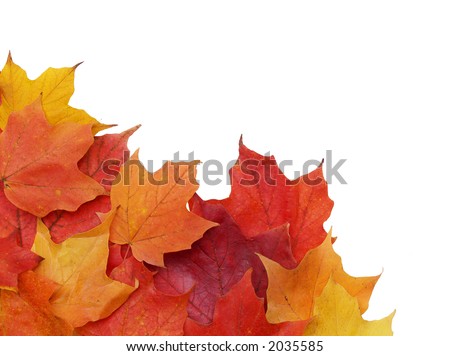colorful fall leaves in the lower left corner