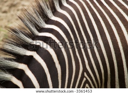 the fur of a Grevy\'s Zebra, equus grevyi