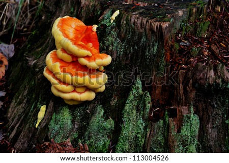 Young Chicken of the woods fungus on lichen covered tree stump