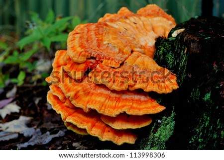 Chicken of the woods one week later