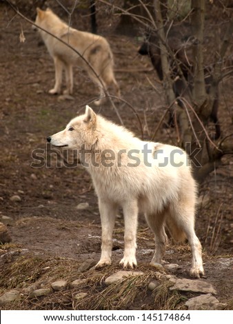 beautiful grey wolf with a tan and black wolf in woods behind him
