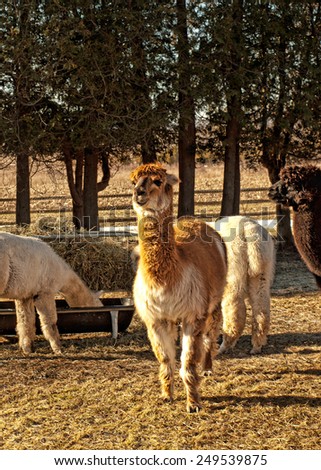 farm with herds of alpacas in upstate New York