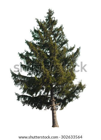 evergreen tree isolated on white background