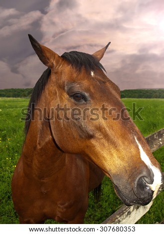friendly horse on farm after rain storm
