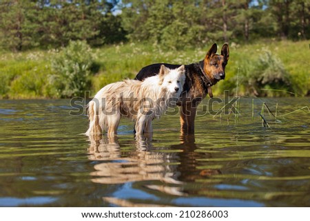 Dog swimming in the river in the summer heat