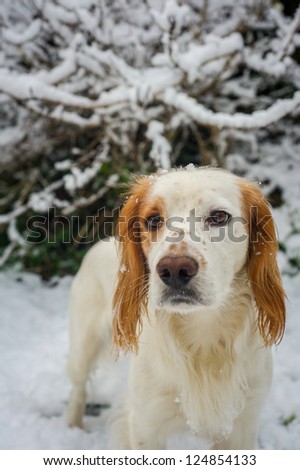 Spaniel in the snow