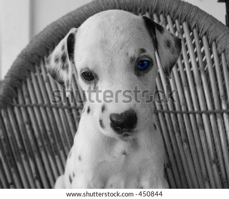 Puppy with blue eye (B&W Photo)