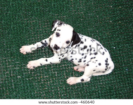 Dalmatian Puppies on Cachorro Dalmata Dalmatian Puppy Stock Photo 460640 Shutterstock