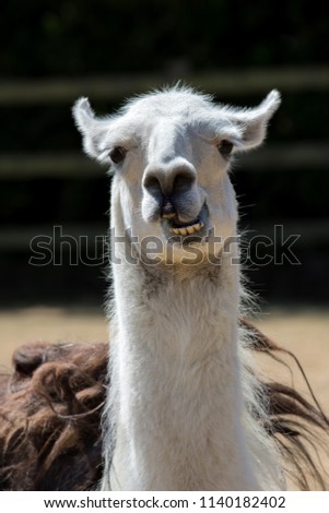 Dumb animal. Cute crazy llama pulling a face. Funny meme image of pet with an open mouth and stupid looking expression.