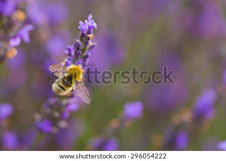 Carpenter Bee on Lavender Flower Branch