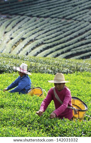 worker harvesting tea in plantation