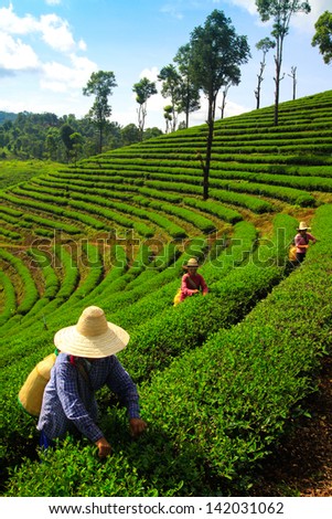 Worker Harvesting Tea In Plantation