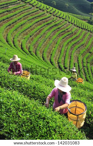 worker harvesting tea in plantation