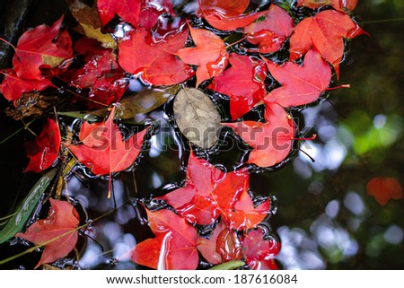 Red maple leaf during fall at Phukradung National Park, Loei, Thailand.
