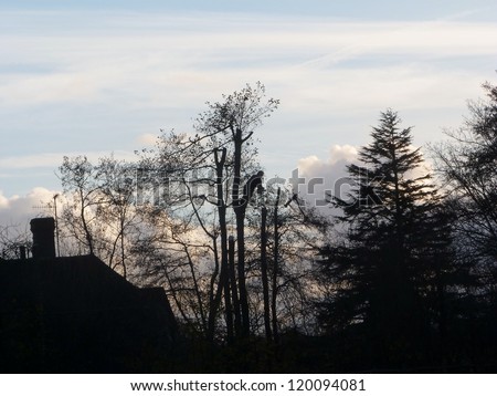 Silhouette of a Tree Surgeon Amongst The Trees