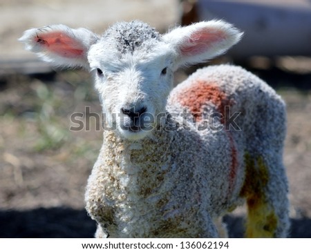 A Scruffy Cute Lamb with Big Ears