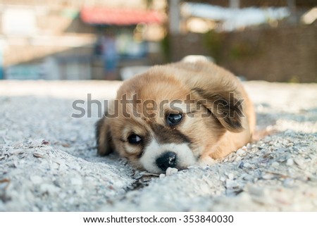Beach Puppy; a little puppy on a hot, summer sand