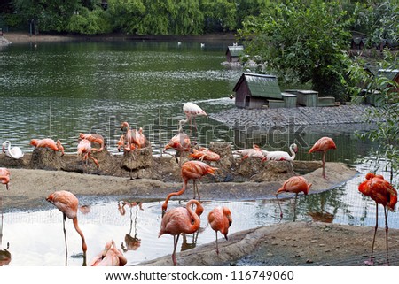 Beautiful Pink flamingos as see on TV
