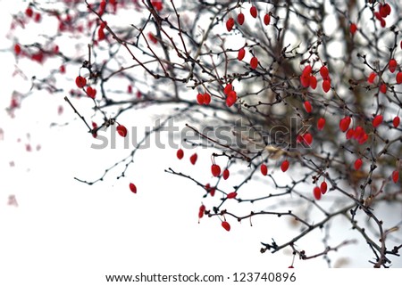 Winter Berries, photo taken in Russia 2012