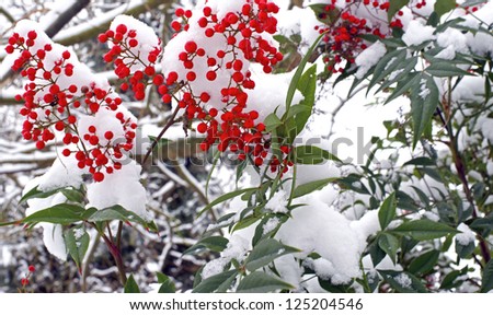 Winter berries coated with snow